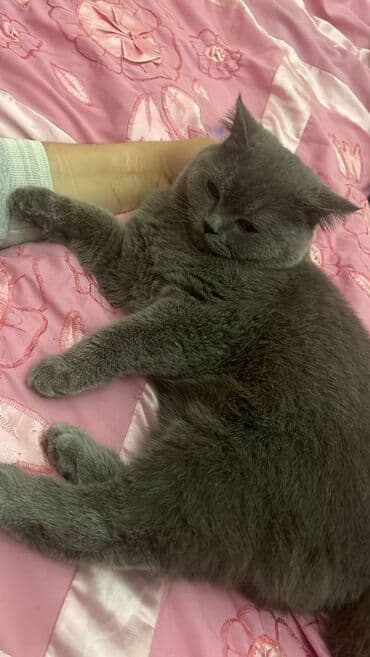 şotland pişiyi qiymeti: Şotland, Erkək — 8