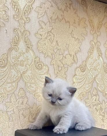 silver şinşila: Şinşilla, Dişi — 7