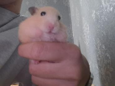 heyvan satisi: Suriya Hamsteri satılır El böyüklükdedir.Elde durur.Üsdünde elave — 5