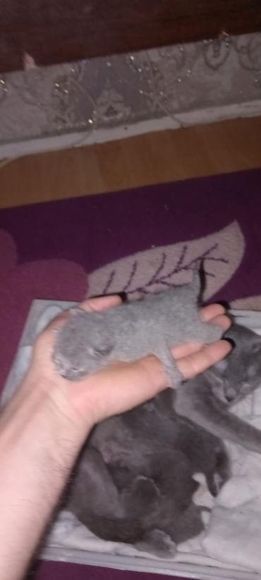 iran pisiyi: Şotland — 4