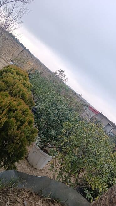 sarmaşıq qızılgul satışı: Dekarativ agaclarin satisi — 11