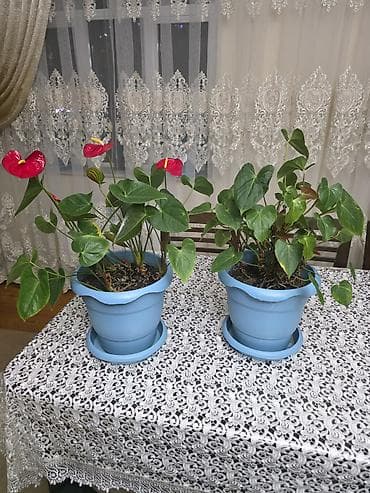 3d pen: Anthurium (Qadın xoşbəxtliyi) otaq bitkiləri – 2 ədəd - Növ — 1