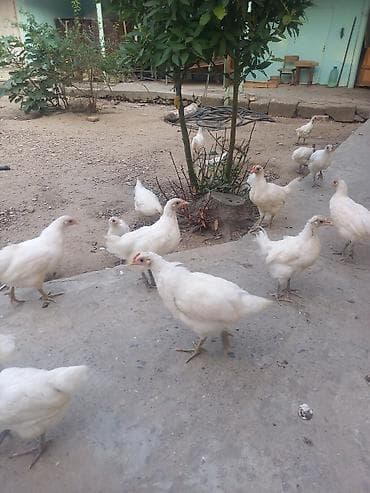 Toyuq cücələri, Damazlıq, Ünvandan götürmə — 3