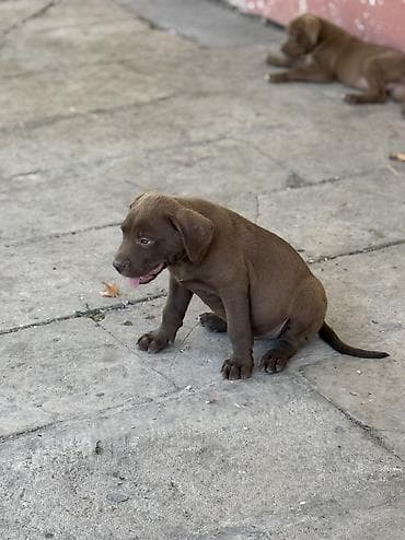 pitbull itleri: Pitbul, 2 ay — 6