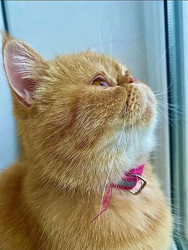 cuce yem qabi: Temiz pers ekzot cins piwik satilir.Diwidi.3 yawi var.Gozel bala — 1