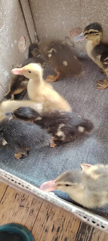 Сельхоз птицы: Məhsul: Ördək balaları pekin kuban yaşılbaş qarişiq tam saglam — 2