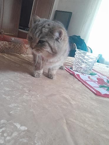 Digər heyvanlar: Britan, Dişi — 2