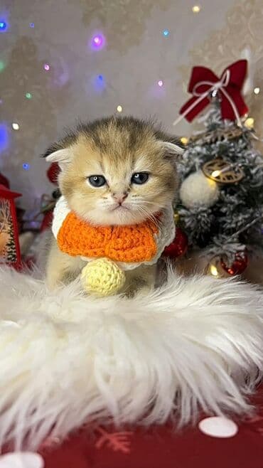 it cinsleri adları: Gold shinshilla skodish balalar — 5