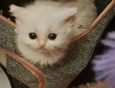 van pişiyi qiymeti: Britan yastı qulaq, Erkək, Dişi, Yaxşı əllərə, Ünvandan götürmə, Pulsuz çatdırılma, Ödənişli çatdırılma — 6