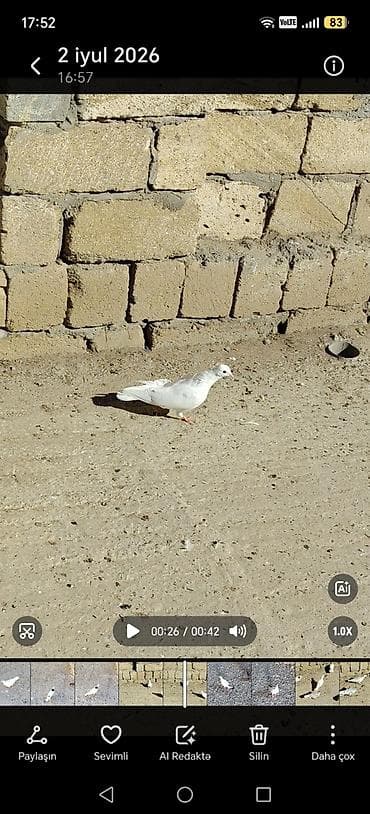 ev heyvanları satışı: 10 gün içinde tutulma quşlardi çoxu baladı şəkillər videodan — 5
