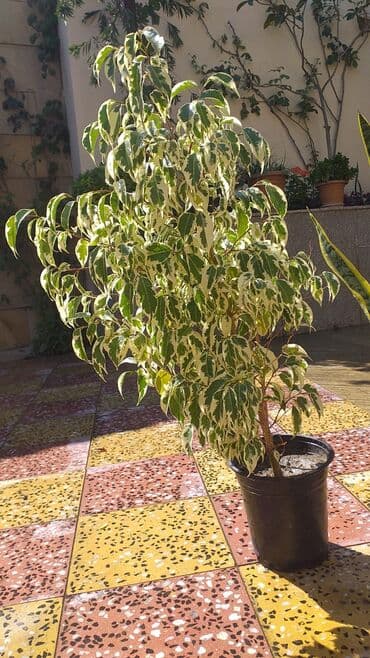 фикус дельтовидный: Dekorativ görünüşü ilə həm iç, həm də çöl məkanlarda istifadə edilə — 1