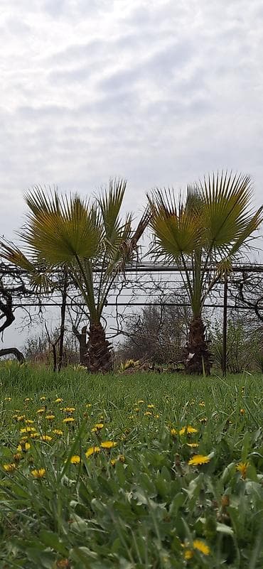 ev bitkiləri: Məhsul: Dekorativ palma ağacları (fan tipli yarpaqlı) ünvan sabirabad — 6