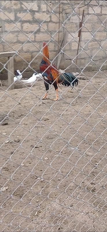 şana xoruz: Heyratı beçə satılır 8 ayın içindədi hündür viddi beçədi. - Cins — 3