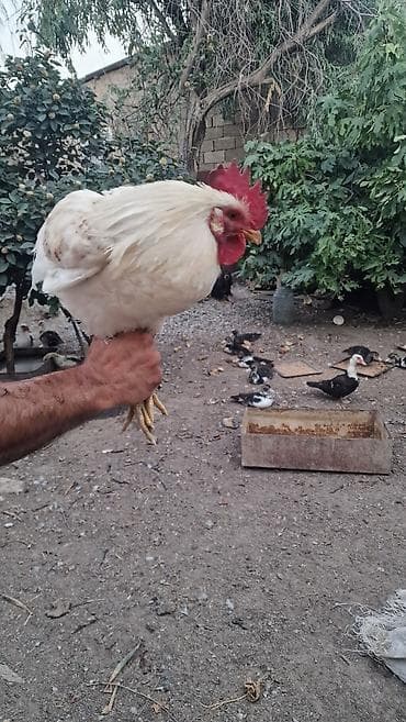 Məhsul: Ev təsərrüfatı üçün xoruzlar 2 eded xoruz.bu ilindi Təsvir:2