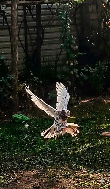 siçan telesi: Növbə: oynaq goyercin Təsvir: - Rəng: ağ-qara xallı, qanadlarda — 1