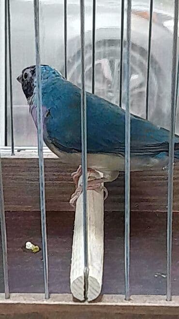 пудель карликовый цена: Amadin gulda goy reng 1 yasli maya satilir — 3