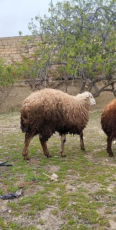 boz kurt sekilleri: Erkek toğlu tam sağlamdi — 2