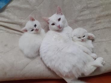 akvarium yumru: Erkək, Dişi, Yaxşı əllərə, Rayonlara çatdırılma, Ödənişli çatdırılma, Ünvandan götürmə — 4