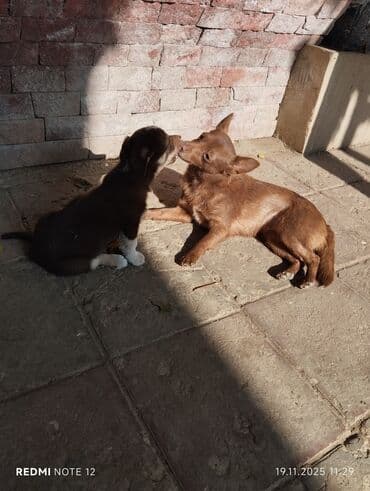 itlərin cütləşmə vaxtı: 2 ay, Dişi, Peyvəndli, Ünvandan götürmə — 4