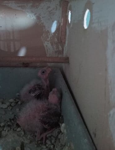 1 kq bugdanin qiymeti: Yanaqsız karella,bala veren cütler.Qefes yuva yem ve su qabı birlikde — 2