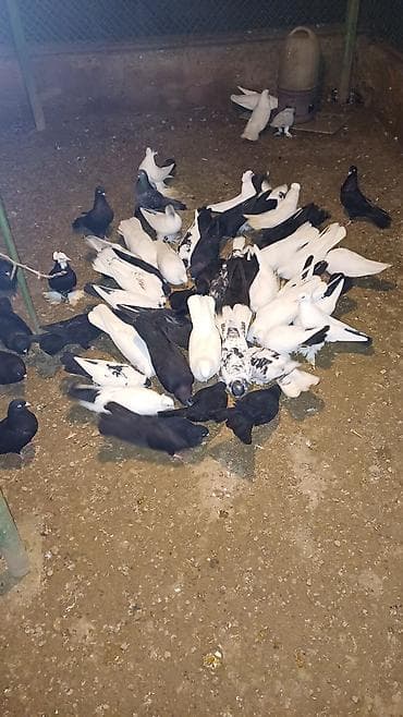 Pişiklər: Ev göyərçinləri – müxtəlif rəng və növlər - Ağ, qara və qarışıq — 3