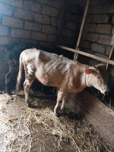 Keçi, çəpiş: Mal-qara – düyə (dişi dana) • Növü: yerli cins dişi dana (düyə) • — 1