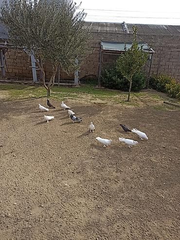 Salam 9 dənə enli quyruq 2 dənə təmiz ıran 11 quş 150 manat ünvan — 9