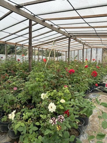 şaxtagülü qiyməti: Qızıl güllər satılır✅ İstənilən qədər var✅ Rəng çeşitləridə var✅ — 12