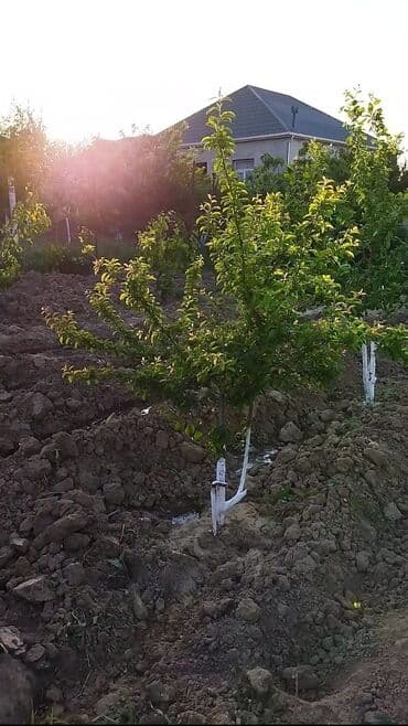 2 sot, Tikinti, Mülkiyyətçi, Kupça (Çıxarış) — 2