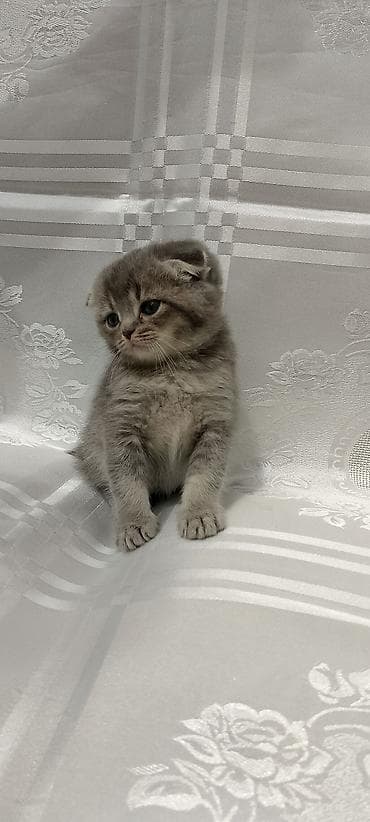 Pişiklər: Şotland yastı qulaq — 3