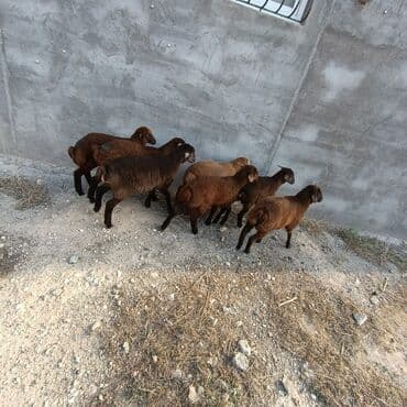 quzu şəkilləri: Salam aleyküm 7 dene emlik quzum cxdı satqa isdiyen buyursun elaqe — 7