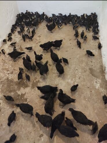 sort toyuq: Toyuq, Australorp, Yumurtalıq, Ünvandan götürmə — 2