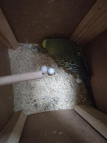 Heyvanlar üçün mallar: Dalmatin rəng çalarlarında dalğalı tutuquşu (budaq üstündə oturan — 7