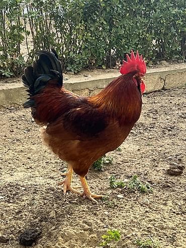 Mal-qara: Salam uzun sakgallı kend xoruzu cavan bir illik xoruzdu tam — 2