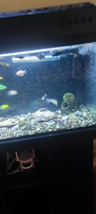 ucuz akvarium baliqlari: Şkafli akvaryum 120 lt içinde 50 balıq moli 2 növglofish neon — 4