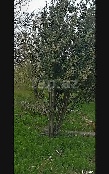 bine qesebesinde ev: Kənd təsərrüfatı, Makler, Kupça (Çıxarış) — 7