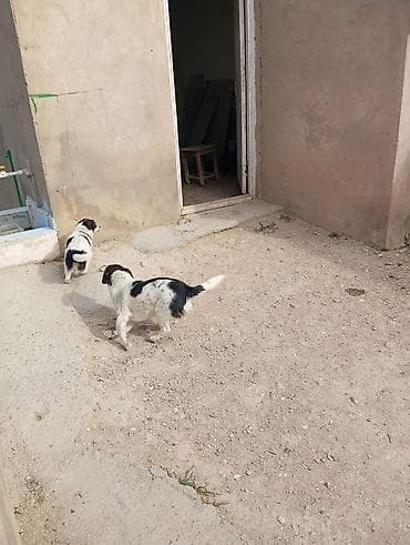 it pomeran: Qara-ağ rəngli balaca itlər - Cins: xırda ölçülü, qara-ağ ləkəli — 5