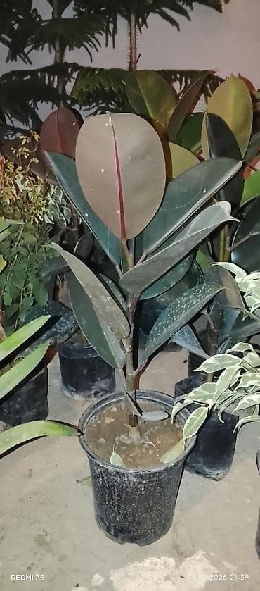 ağac tingləri: Leylandi tuya (Cupressocyparis leylandii) ağacları – qara plastik — 3