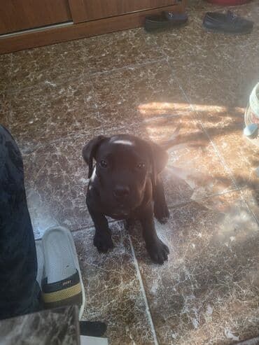 bakıda it satışı: Kane-Korso, 3 ay, Ünvandan götürmə — 3