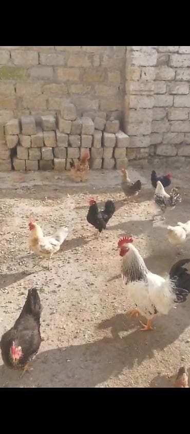 kend toyugu: Toyuq, Ətlik — 3