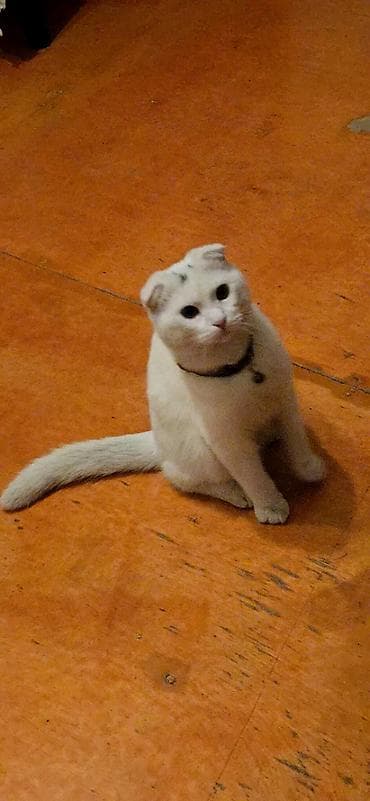 siyam pişik: Şotland yastı qulaq, Erkək, Yaxşı əllərə, Ödənişli çatdırılma — 2