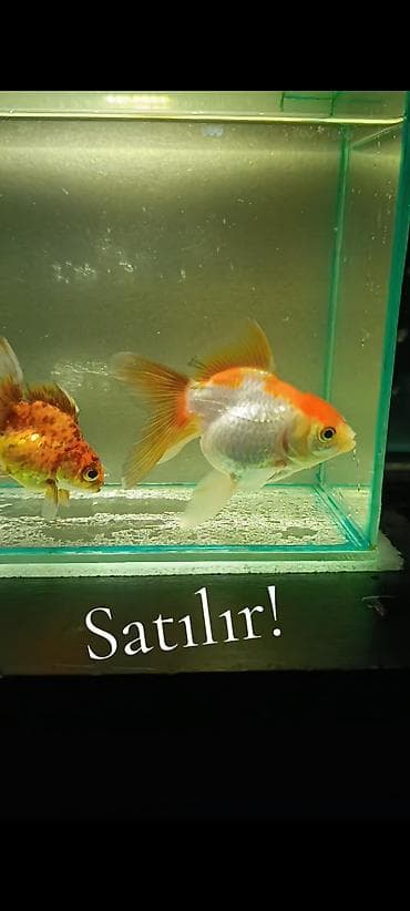 Oranda. 11 sm. 10 azn. 8 sm. 8 azn. WhatsApp YAZIN!!!!!!!!!