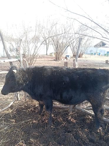 Erkək, il: 1, 360 kq, Damazlıq, Ünvandan götürmə