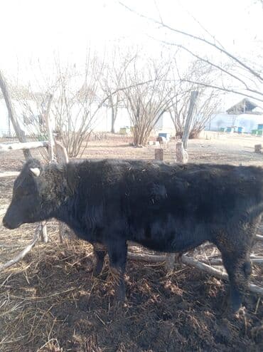 Другие животные: Самец, лет: 1, Для разведения — 10