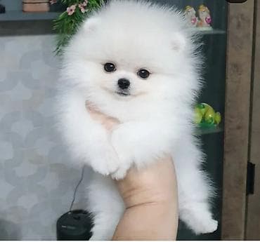 itlerin satisi 2021: Pudel, 2 ay, Sənədli — 1