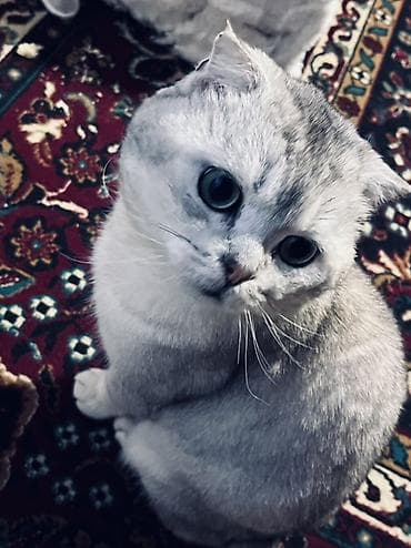 heyvan cantasi: Şinşilla — 1