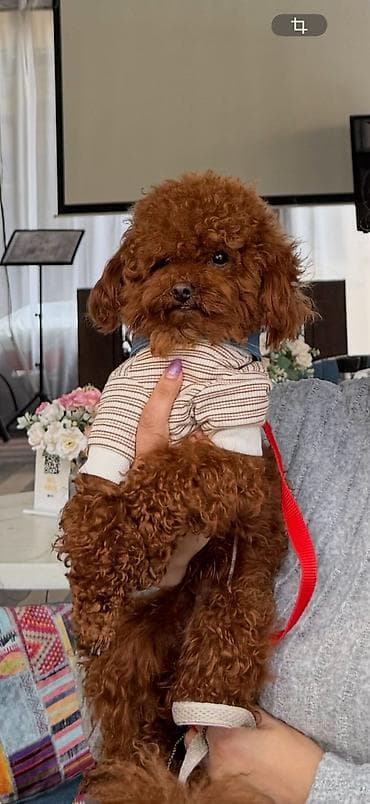 izvanok itler: Pudel, 3 ay, Dişi, Peyvəndli, Ünvandan götürmə — 3