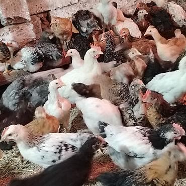 yetim quzular: Toyuq cücələri, Damazlıq, Ünvandan götürmə — 1