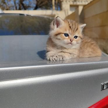 pisik alisi: Britan, Yaxşı əllərə — 1