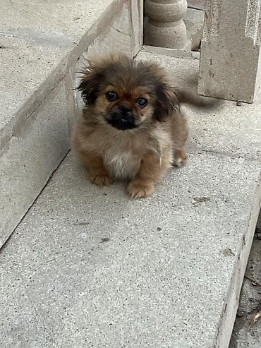 İtlər: Pekines, 3 ay, Ünvandan götürmə — 3